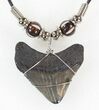 Polished Megalodon Tooth Necklace #43174-1
